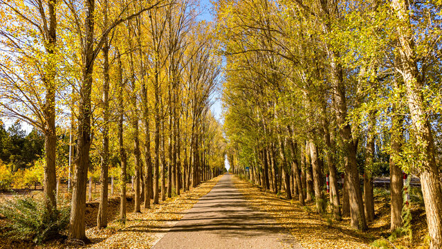 Golden Poplar Avenue in Minqin, Gansu