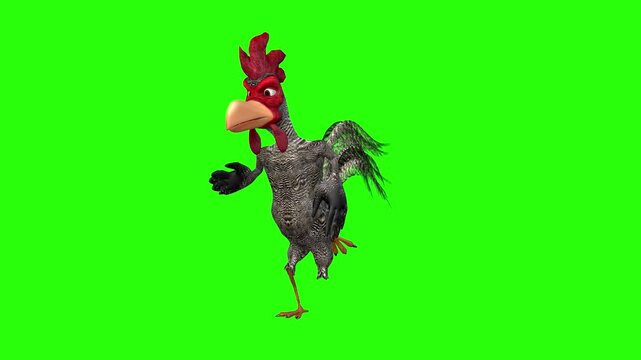 Running red hen or cock funny green screen or chroma key video clip motion art