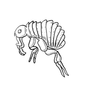 Sketch Cartoon illustration flea on white