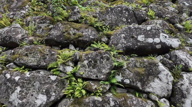 苔むした小諸城の石垣　長野県・小諸市