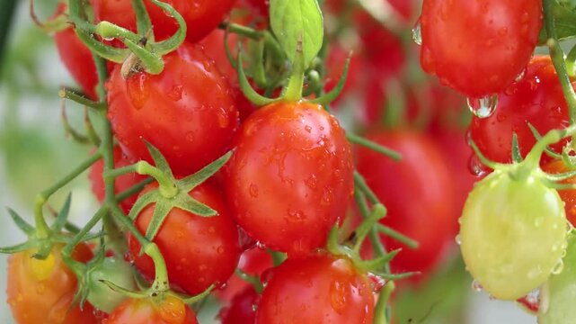 Bunch of fresh ripe red grape tomatoes hanging on the vine in organic garden