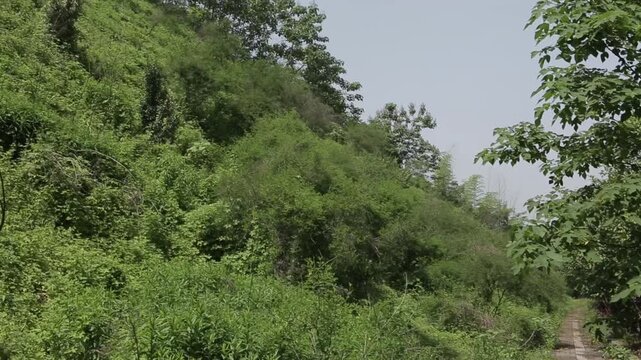 Tree branches framing green hillside vegetation and pathway