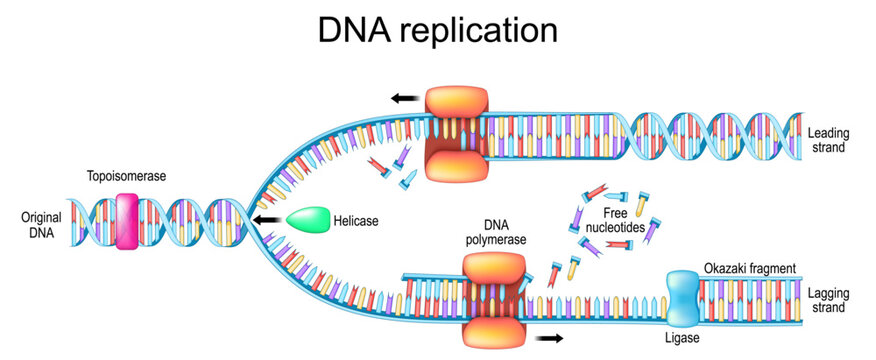 DNA replication. Okazaki fragment and polymerase, helicase, free nucleotides, topoisomerase.