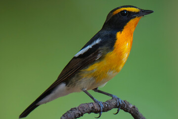 Fototapeta premium Narcissus flycatcher Standing on top of a small branch and a blurred green background.