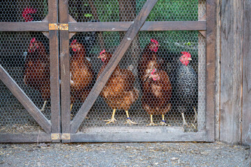 Free Range Chickens Inside a Traditional Wooden Chicken Coop. © Anastazja