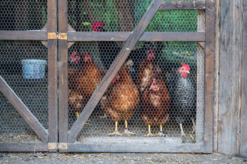 Backyard Chickens Behind Wire Fence in Natural Farm Setting. © Anastazja