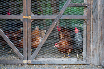 Backyard Chickens Behind Wire Fence in Natural Farm Setting. © Anastazja
