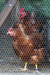 Domestic Chickens in a Backyard Coop on a Sustainable Farm. © Anastazja