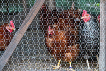 Brown Hens Standing Behind Wire Mesh in a Rustic Chicken Coop. © Anastazja