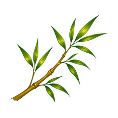 Fototapeta premium PNG Elegant bamboo branch illustration.