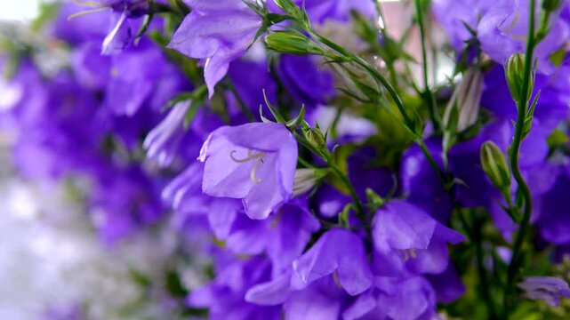 Purple bellflower blossoms with water drops blooming in garden soft floral background and natural summer beauty
