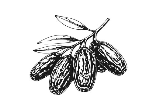 Simple hand drawn dried date fruit on branch sketch, engraved bunch of sweet snack food illustration clip art.