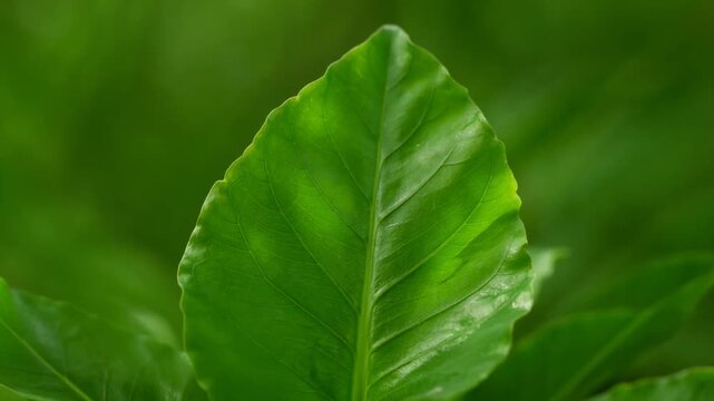 The video showcases a close up view of a vibrant green leaf, highlighting its detailed texture and natural sheen