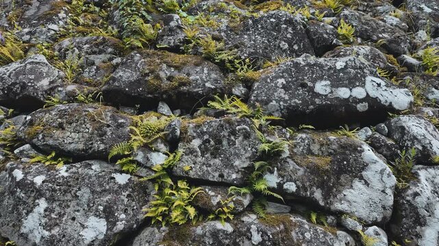 苔むした小諸城の石垣　長野県・小諸市