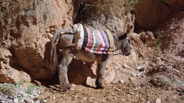 In Morocco's Todra Gorge, a donkey draped with a colorful woven blanket moves through the arid canyon landscape, set against rugged rock formations of the Atlas Mountains.