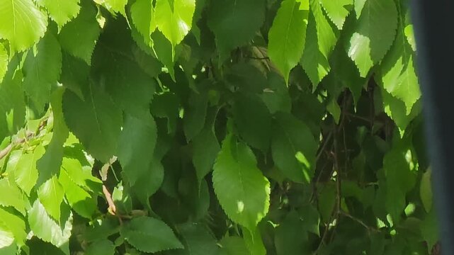 Tree with big and green leafs