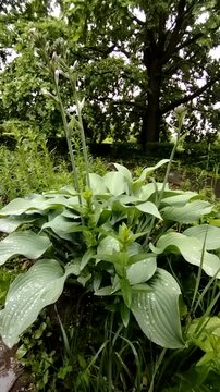 Leafy hosta plant growing in a garden surrounded by greenery  