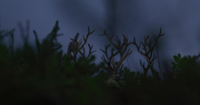 Close-up of shadowed foliage and skeletal branches against a muted twilight sky, creating a mysterious, subdued, and atmospheric natural scene.