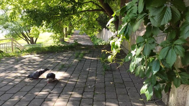 A close view of a feral pigeon highlights its natural plumage while it is foraging on the ground. 