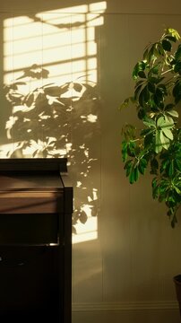 Vertical Panning Right of Houseplant Casting Sharp Shadows on Wall in Warm Cozy Interior Room During Sunset