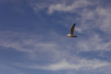 Obraz premium Herring gull seagull in flight with wings raised against a blue sky with wispy white clouds