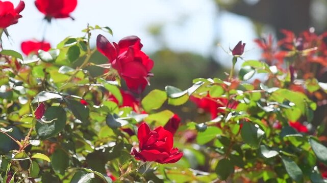 Red roses blooming in a garden, close up. Gardening, landscape design. Rose flowers with working bee macro shot background. Summer Park, flower bed. Slow motion. 