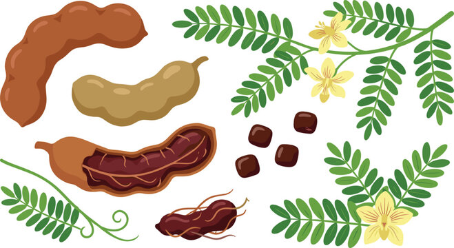 Tamarind Collection with Fresh Pods Seeds Leaves Flowers and Tropical Botanical Plant Illustration