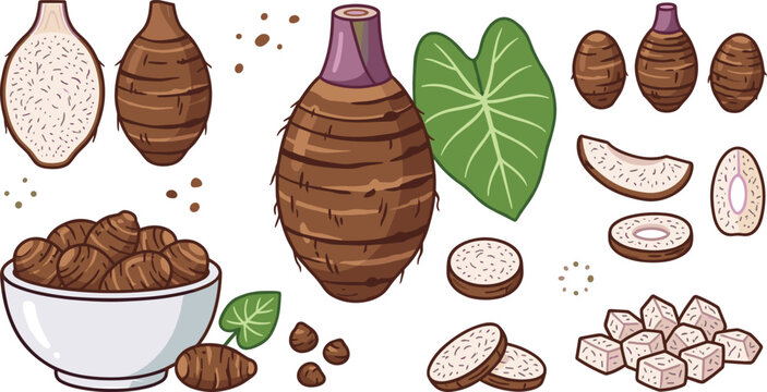 Taro Root Collection with Fresh Corms Slices Cubes Leaves and Tropical Vegetable Illustration