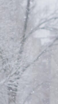 A tranquil winter landscape showcases soft snowflakes gracefully falling gently on trees and buildings, creating a profoundly peaceful and serene atmosphere, especially during a beautiful snowy day