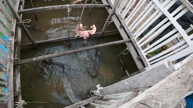 View of crocodiles swimming in a wooden enclosure at a floating village in Kampong Khleang, Siem Reap, Cambodia.