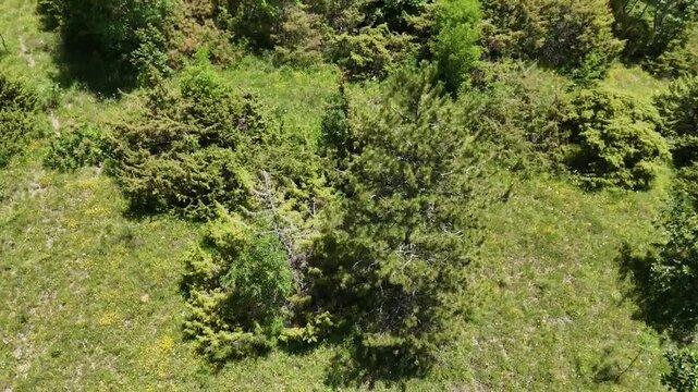 Ripresa aerea di un&rsquo;area erbosa con alberi e arbusti distribuiti in modo irregolare, caratterizzata da diverse tonalit&agrave; di verde che evidenziano la variet&agrave; della vegetazione.