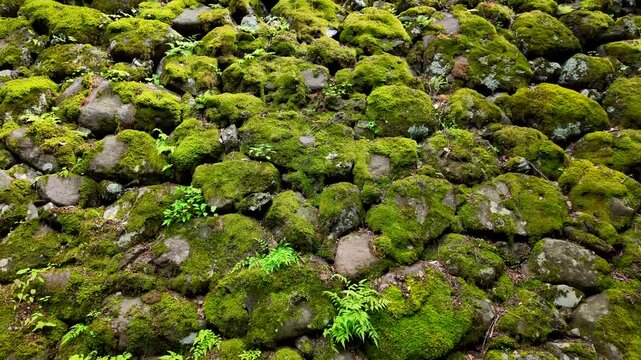 苔むした小諸城の石垣　長野県・小諸市