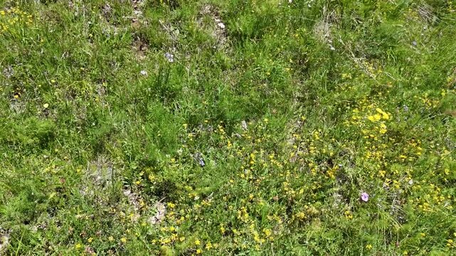 Prato naturale con erba mista e piccoli fiori gialli sparsi, immerso in un ambiente semplice e luminoso. Una scena ravvicinata ideale per contenuti dedicati alla flora spontanea, ai dettagli naturali 