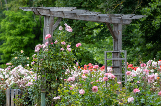Beautiful trellis pink roses on wooden pergolas in the sala

