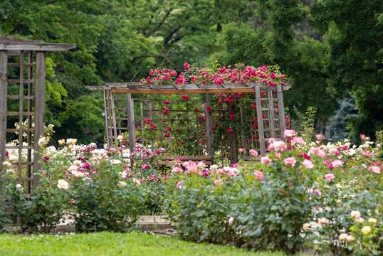 Beautiful trellis pink roses on wooden pergolas in the sala

