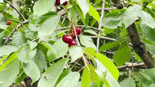 vibrant red cherries grow abundantly on a branch wrapped in dense green leaves. The fresh, wet foliage evokes a peaceful sense of joy and natural harmony.