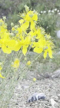 Macro footage of a yellow St. John's wort flower in the mountains