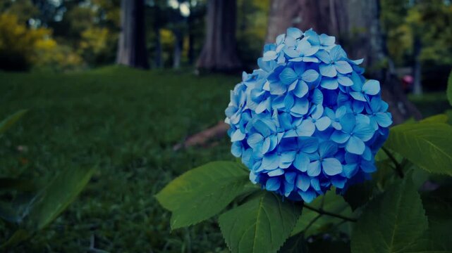 初夏の植物園に佇む一輪の美しい青いアジサイ 4Kシネマティック映像素材