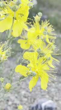 Vibrant yellow Uludag St. John's wort flower in its natural habitat