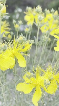 Close up view of blooming Mount Olympus St. John's wort flower