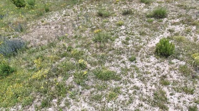 Terreno secco con erba rada e vegetazione spontanea distribuita in modo irregolare, immerso in un paesaggio naturale semplice e luminoso. Una scena essenziale che rappresenta ambienti semi‑aridi