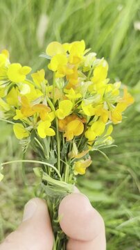 Yellow Finches & Bird's-Foot Trefoil: A Wildlife Moment