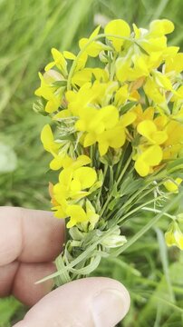 Beautiful Yellow Finch Feeding on Bird's-Foot Trefoil Flowers