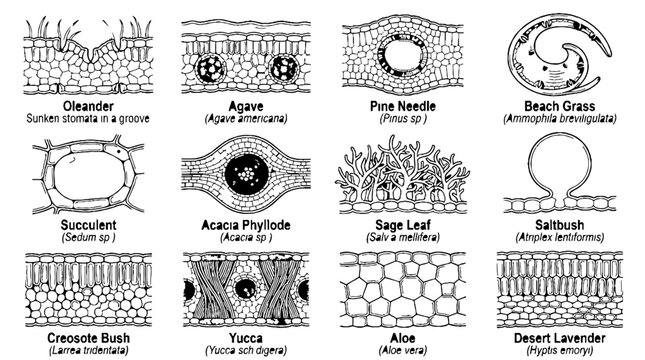 Scientific illustration of plant leaf cross sections showing cellular anatomy and microscopic structures.