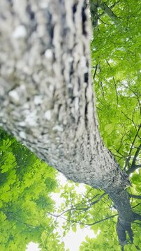 Rising Majesty: Ascending a Giant Horse Chestnut in Vibrant Colors