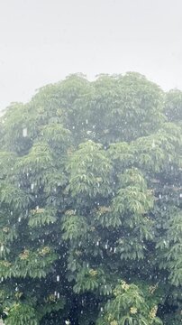 Emerald Downpour: Capturing the Beauty of Heavy Rain on Trees