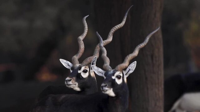 View of two blackbucks with long spiral horns standing in the natural habitat of Bahawalpur, Punjab, Pakistan.