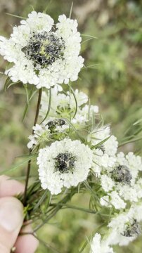 Wild White Teasel Plant in a Sunny Summer Meadow