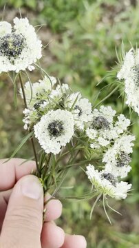 Beautiful White Teasel Flower Blooming in Nature