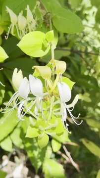 Transform Your Garden Walls with Sweet Honeysuckle Climbers